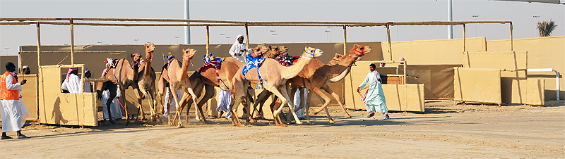 Kamelrennbahen in Al Shahaniya (Katar)