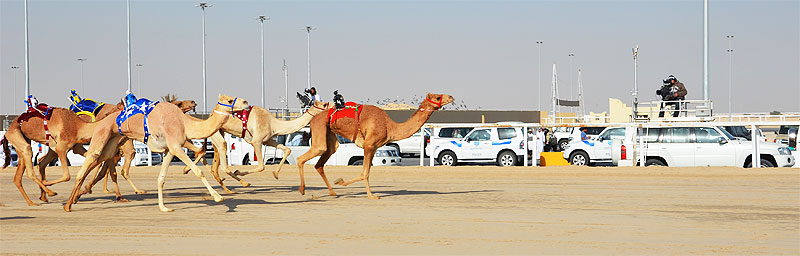 Kamelrennen auf der Kamelrennbahn von Al Shahaniya